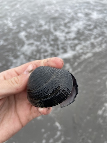 iNaturalist observation photo of Venus Clams