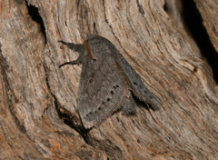 Haplopacha cinerea
