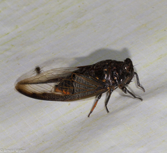 Cryptotympana aquila