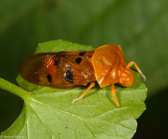 Opistharsostethus simulans