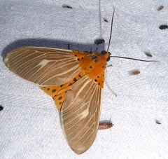 Asota producta