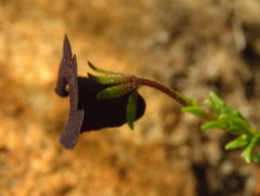 Nemesia bodkinii