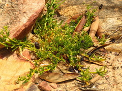 Nemesia bodkinii