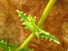 Nemesia bodkinii