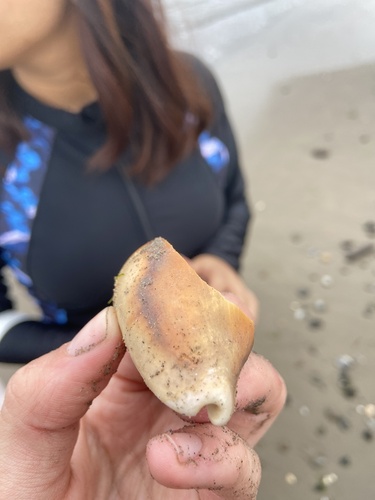 iNaturalist observation photo of Chestnut Cowrie