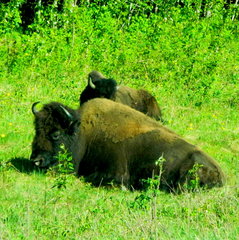 Bison bison athabascae