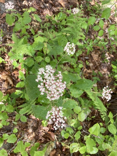 mapleleaf viburnum (Viburnum acerifolium)