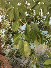 Sterculia ceramica
