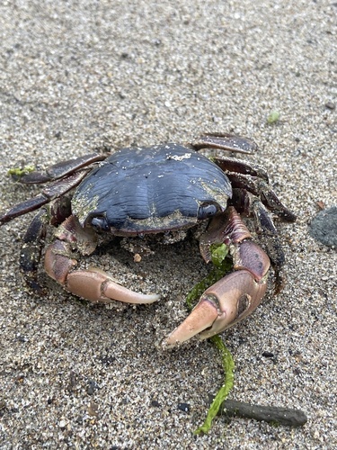 iNaturalist observation photo of Striped Shore Crab