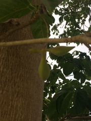 Sterculia ceramica