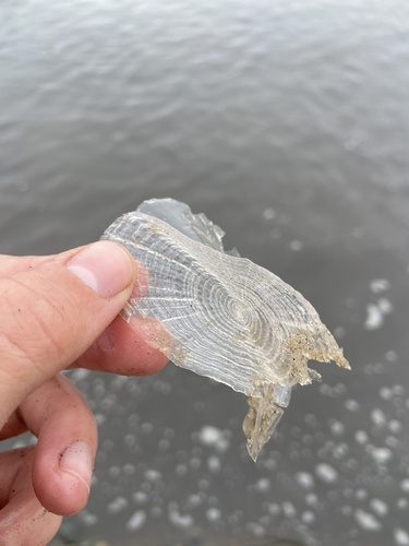 iNaturalist observation photo of By-the-wind Sailor