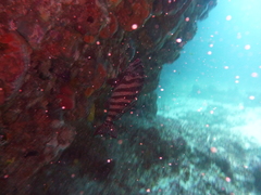 Goniistius rubrolabiatus