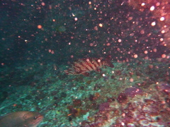 Goniistius rubrolabiatus