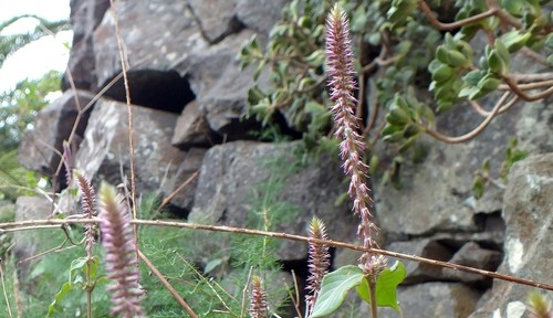 Achyranthes aspera var. sicula image