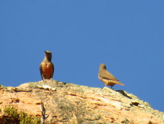 Geocolaptes olivaceus