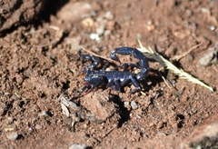 Bothriurus burmeisteri