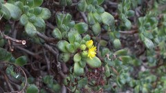 Aeonium lindleyi image