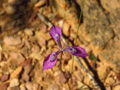 Moraea cuspidata