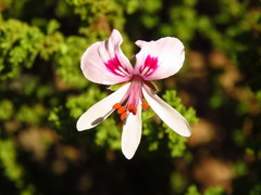 Pelargonium crispum