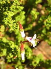 Pelargonium crispum