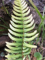 Blechnum hastatum