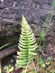Blechnum hastatum