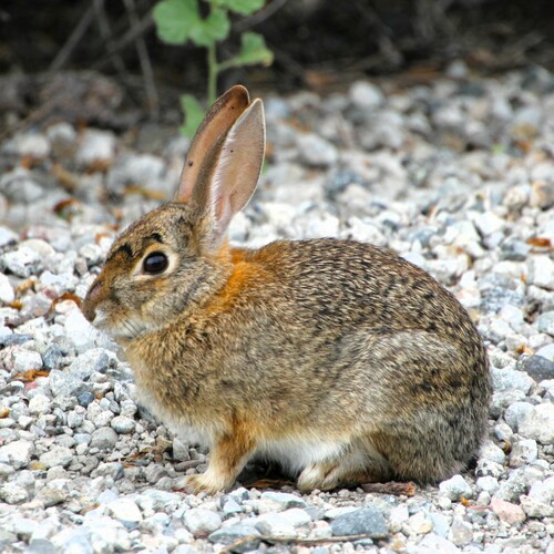 iNaturalist observation photo of Desert Cottontail