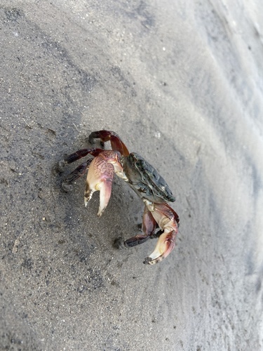 iNaturalist observation photo of Striped Shore Crab