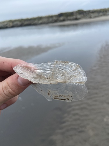iNaturalist observation photo of By-the-wind Sailor