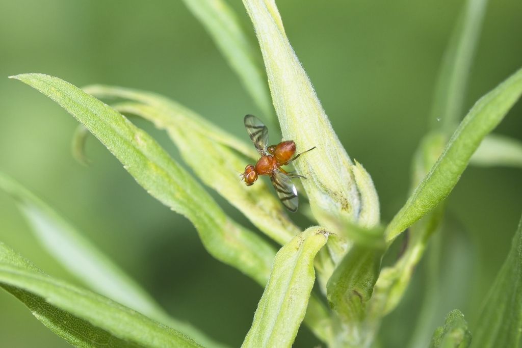 Rivellia munda