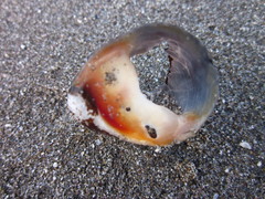 Neritina pulligera