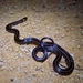 Peten Centipede Snake - Photo (c) holland, some rights reserved (CC BY-NC)