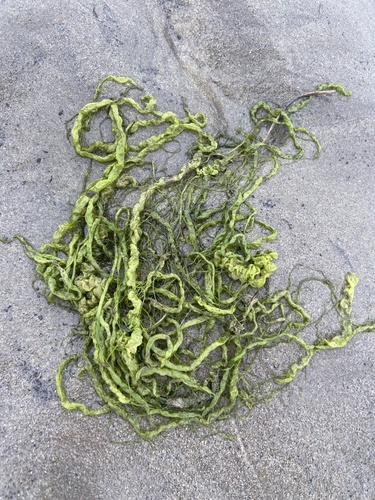 iNaturalist observation photo of Gutweed