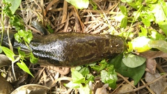 Channa argus