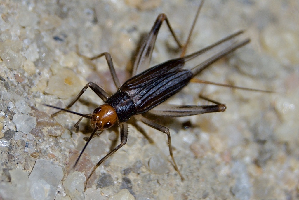 Adelosgryllus