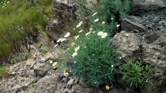 Image of Argyranthemum foeniculaceum