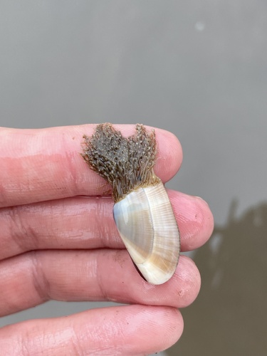 iNaturalist observation photo of Bean Clam Hydroid