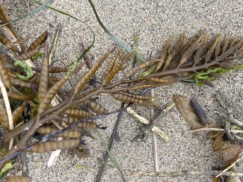 iNaturalist observation photo of chain bladder kelp