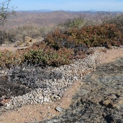 Pronolagus rupestris