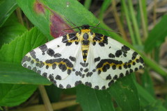 Abraxas grossulariata