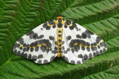 Abraxas grossulariata