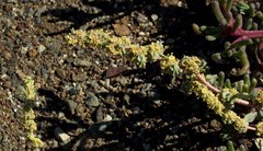 Atriplex glauca
