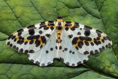 Abraxas grossulariata