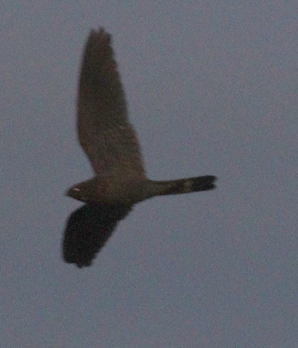 Band-tailed Nighthawk (Nyctiprogne leucopyga), photo 5