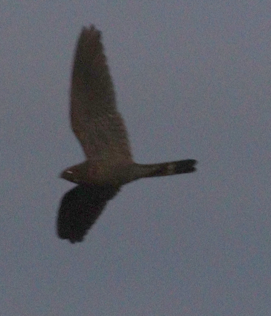 Band-tailed Nighthawk (Nyctiprogne leucopyga), photo 8