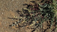 Atriplex glauca