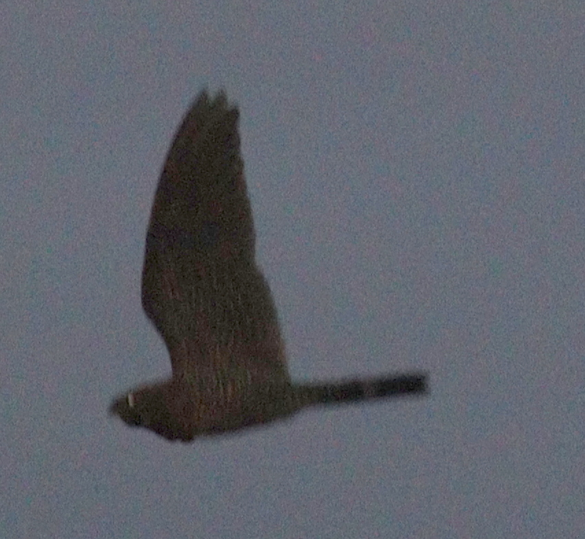 Band-tailed Nighthawk (Nyctiprogne leucopyga), photo 9
