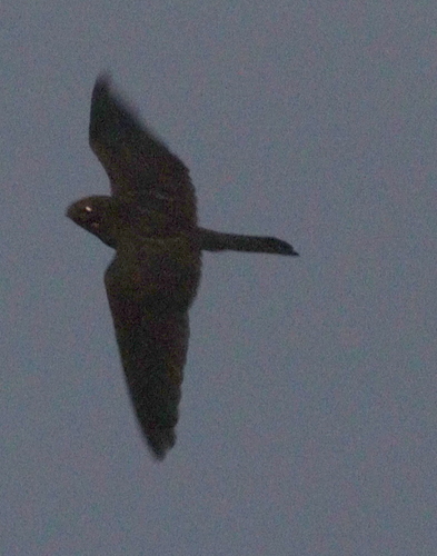 Band-tailed Nighthawk (Nyctiprogne leucopyga), photo 7