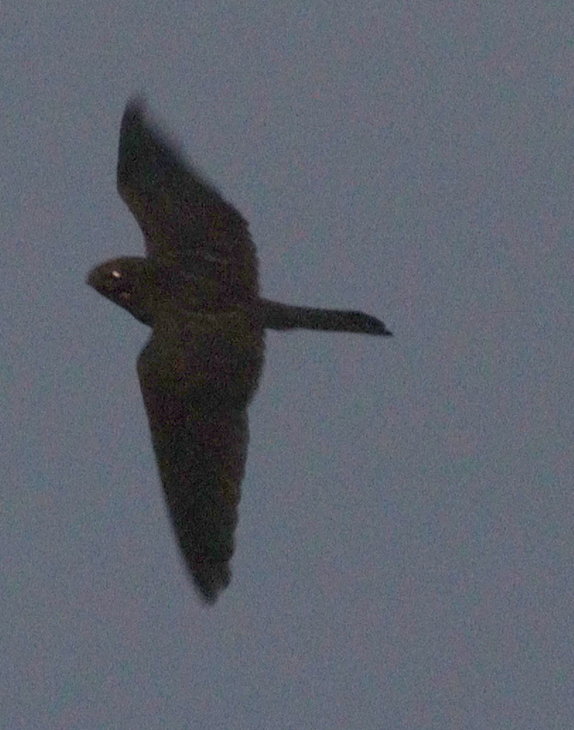 Band-tailed Nighthawk (Nyctiprogne leucopyga), photo 10