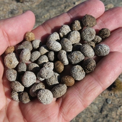 Pronolagus rupestris